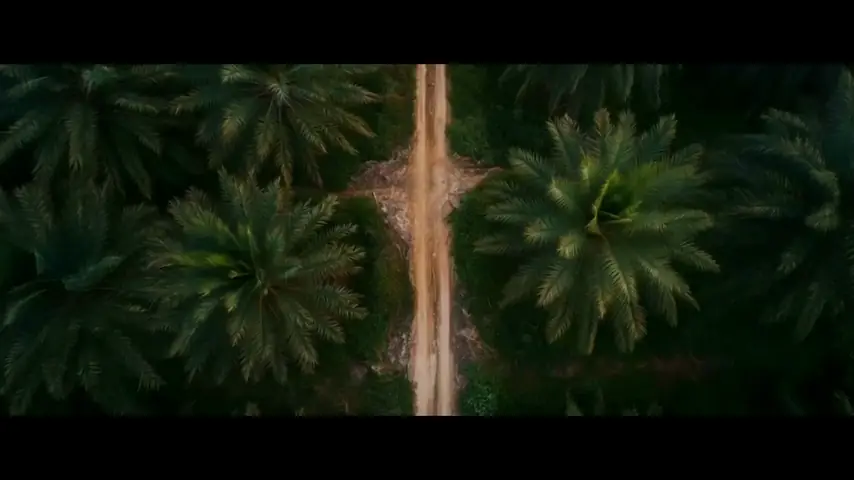 Aerial — the palm-grove road